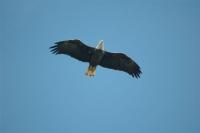 Bald Eagle soaring on deflective updrafts.